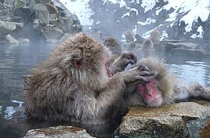 onsen-macaques