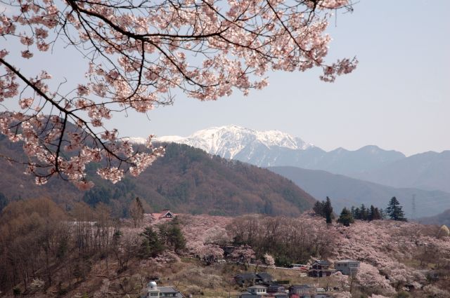 Sakura sur les Alpes Japonaises.