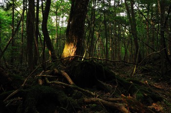 Forêt d'Aokigahara