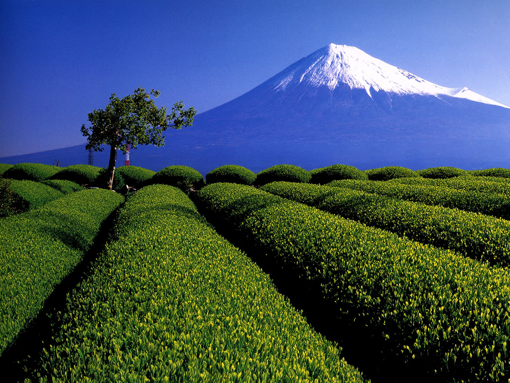 Shizuoka, la région du thé.