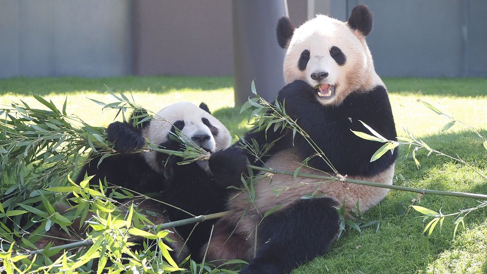 Kai-Hin (海浜) et You-Hin (陽浜), pandas géants à Adventure World, Shirahama.