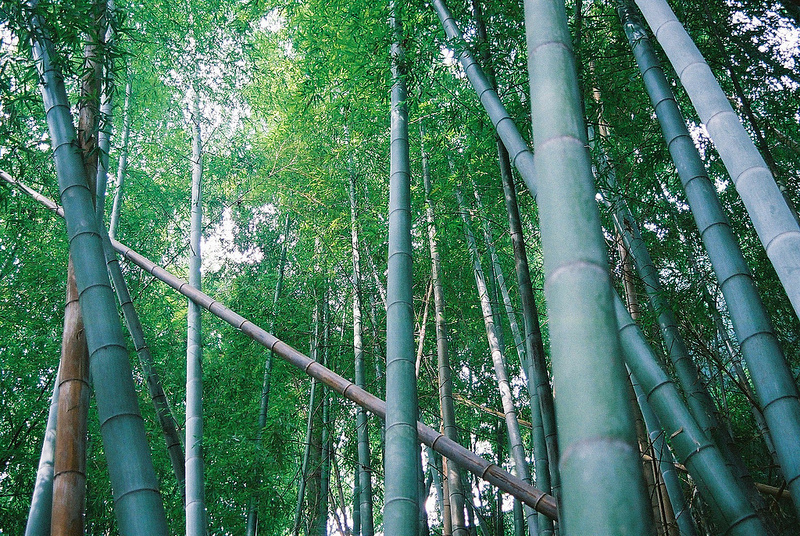 Bamboo par Cherrie Rhodes