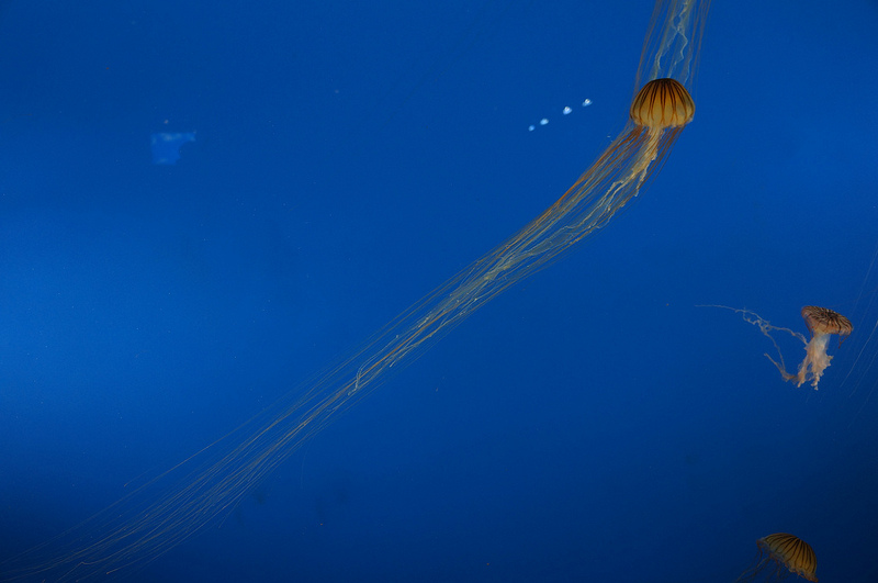 Méduse à l'aquarium Sumida, par M. Igawa.