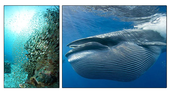 Baleine-&-corail