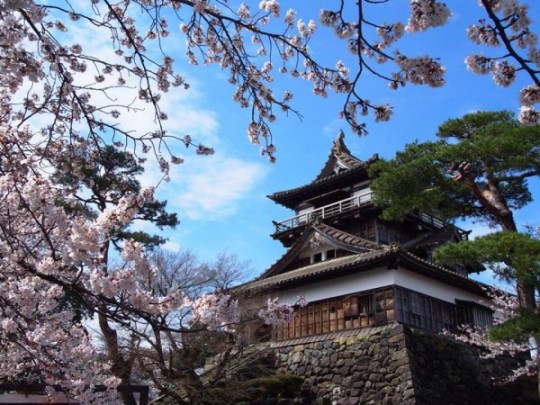 Cerisier en fleur au château de Maruoka, Ise.