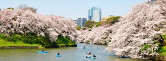 Chiyoda cherry blossom festival