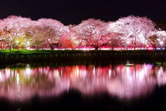 Magnifique scène de cerisier au Parc Omura de Nagasaki - Junichi Kato
