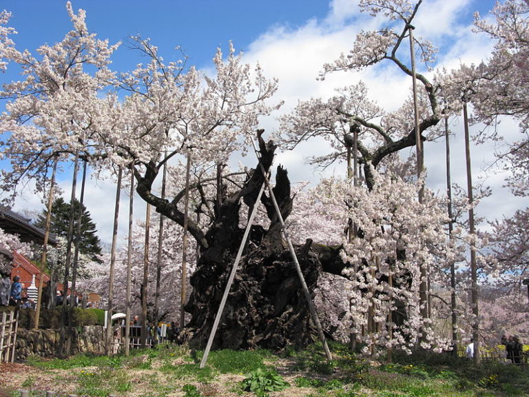 Lire la suite à propos de l’article Les 3 cerisiers géants du Japon