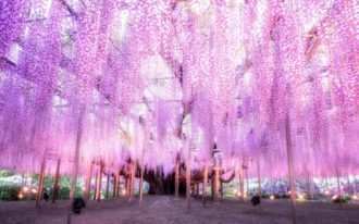 Lire la suite à propos de l’article Ashikaga Flower Park