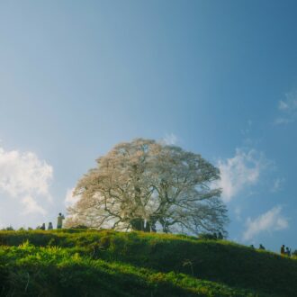 Lire la suite à propos de l’article Les 3 cerisiers géants du Japon