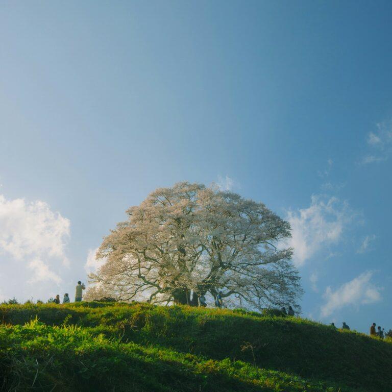 Lire la suite à propos de l’article Les 3 cerisiers géants du Japon