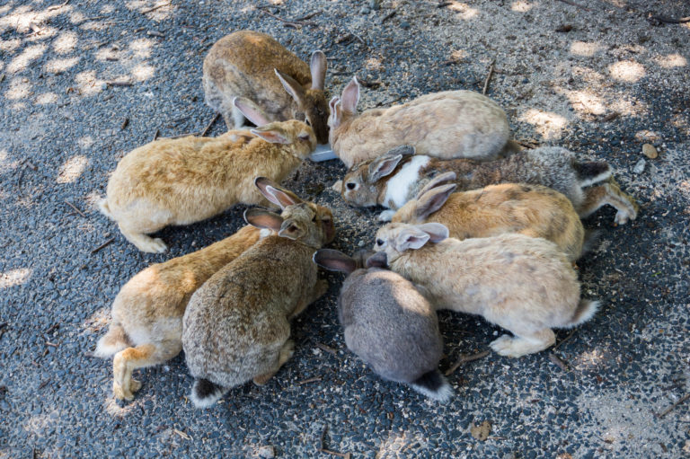 Lire la suite à propos de l’article Ôkunoshima, la célèbre île aux lapins !