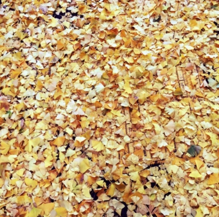Lire la suite à propos de l’article Le bruit lorsque l’on marche sur des feuilles de Gingko au sol