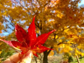 Lire la suite à propos de l’article Fin d’automne et couleur à Takayama