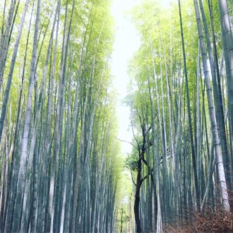 Lire la suite à propos de l’article Forêt de bambou d’Arashiyama