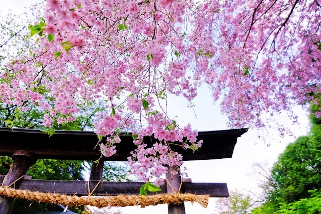 Hanami