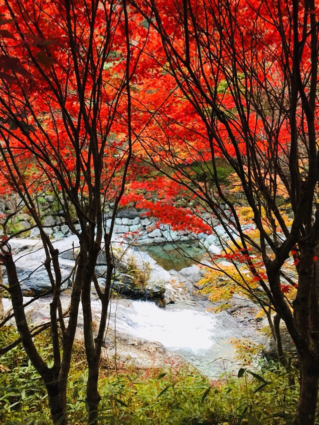 Lire la suite à propos de l’article Koyo, quand vient la fin de l’automne au Japon.