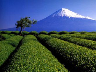 Lire la suite à propos de l’article Le thé Japonais.