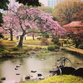 Lire la suite à propos de l’article Le jardin japonais