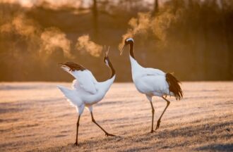 Lire la suite à propos de l’article Parc national de Kushiro-Shitsugen