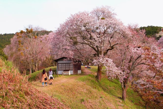 Mont Yoshino , éclosion des cerisiers