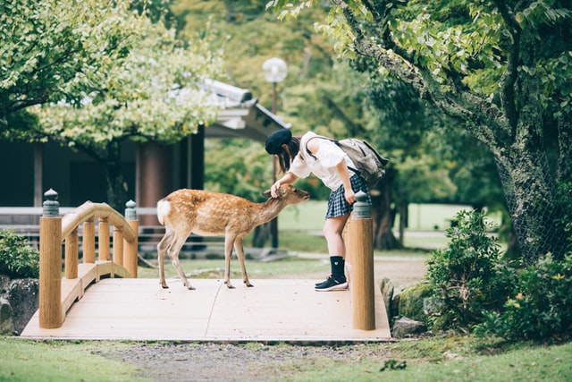 Nara rencontre entre un daim et une écolière - choses étonnantes
