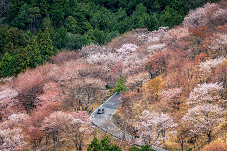 Lire la suite à propos de l’article Les meilleurs spots du Japon pour admirer l’éclosion des cerisiers