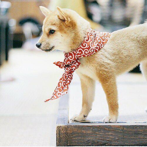 Lire la suite à propos de l’article Café à chien, shiba inu cafe.