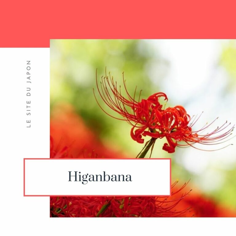 Lire la suite à propos de l’article la fleur de Higanbana